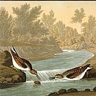 John James Audubon predators painting